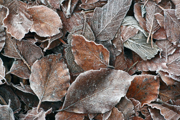 herbstfrost