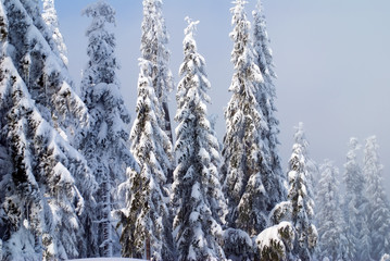 snow trees