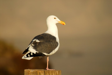 seagull perched on log at pismo beach california