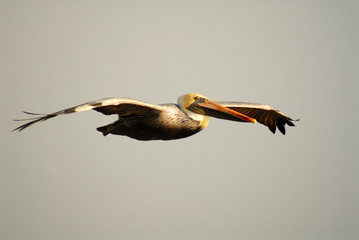 pelican with yellow head in flight in pismo beach california