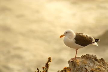 seagull perched on rocks overlooking ocean in pismo beach califo