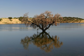 tree in the lake