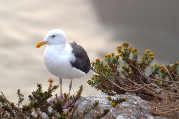 seagull standing on rocks overlooking ocean at pismo beach calif
