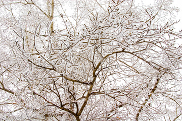 Obraz premium snowy trees