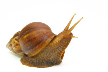 snail-c