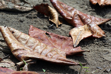 fallen leaves