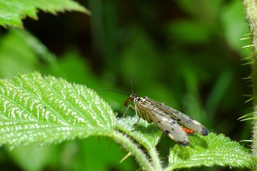 insecte