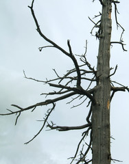 dead-wood on obscure overcast background