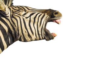 zebra yawn isolated