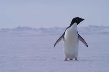 pingouin Adélie
