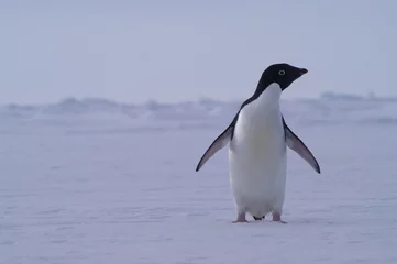 Crédence de cuisine en verre imprimé Pingouin pingouin Adélie
