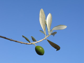 une olive au soleil