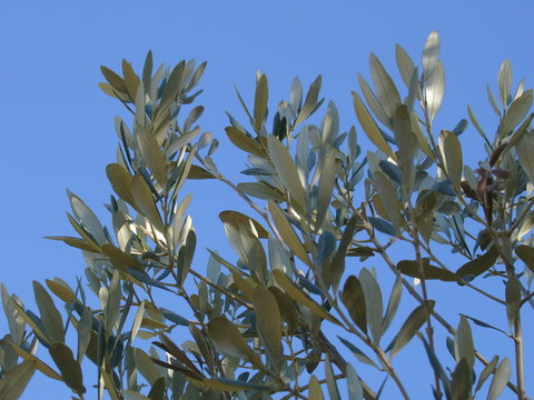 feuillage d'olivier