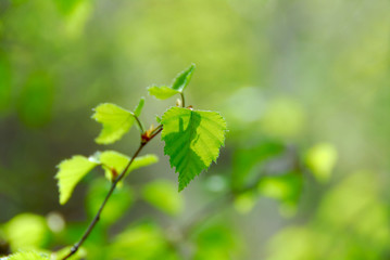 Obraz premium spring green leaves