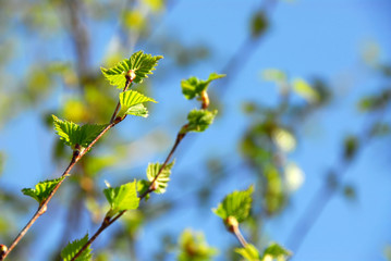 Obraz premium spring green leaves