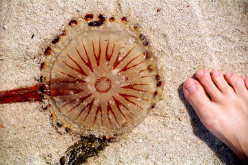a jellyfish on the beach and a woman’s foot, cornw