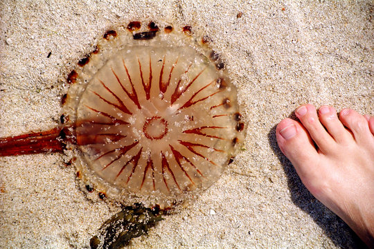 A Jellyfish On The Beach And A Woman’s Foot, Cornw