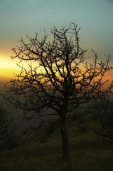 Fototapeta na wymiar tree on the sunset