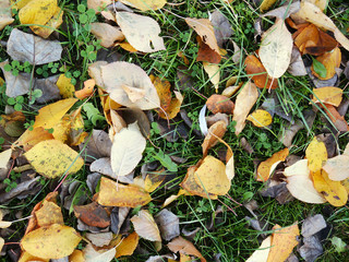 foliage on grass during autumn