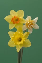 daffodil's