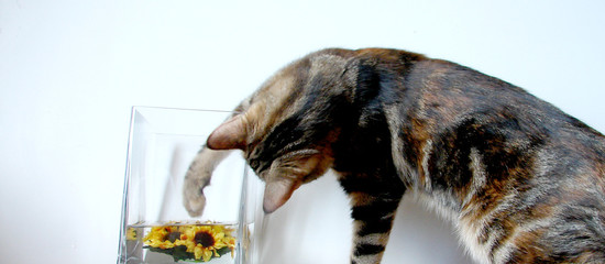 curiosidad de gato