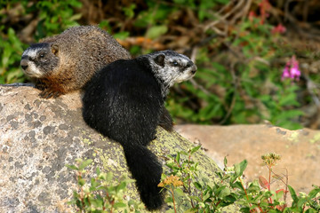 marmot mates