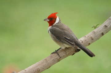 red-crested cardinal