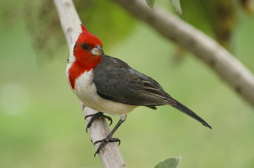 red-crested cardinal