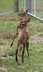 roe deer in captivity