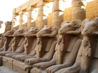 Poster rams head sphinxes © Horticulture