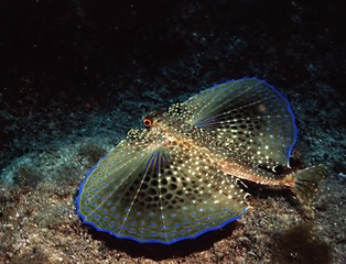 dactylopterus volitans