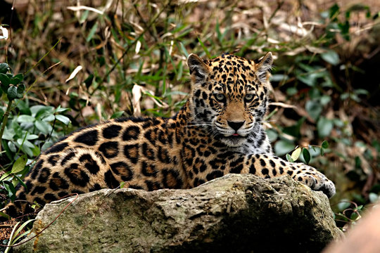 Baby Jaguar