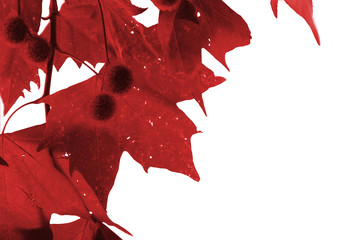 feuille d' automne rouge