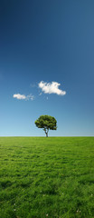 Fototapeta na wymiar pojedyncze drzewa w zielonej łące - xxl plik