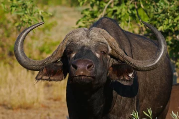 Fotobehang Zuid-Afrika Kaapse buffel