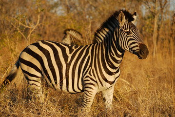 zebra in sunlight