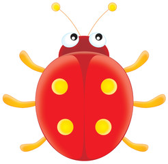 ladybird