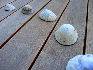 coquillages
