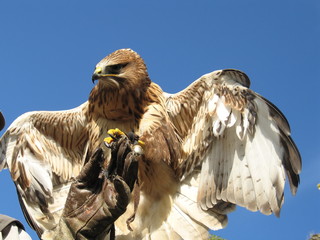 ein brauner Falke landet auf der Hand eines Falkners