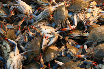 crabs at a market stall