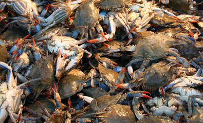 crabs at a market stall