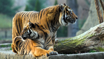 tiger