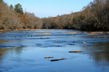 ducks on river