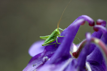 grasshopper