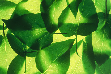 feuille fluo