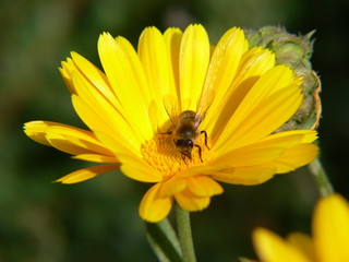abeille