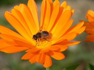abeille dans une fleur