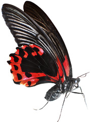 Obraz premium Scharlachroter Schwalbenschwanz Schmetterling mit schwarz-roten Flügeln auf weißem Hintergrund