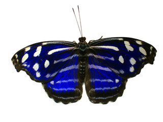 Schmetterling mit blauen, weißen und schwarzen Flügeln auf weißem Hintergrund