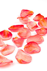 Fototapeta na wymiar red rose petals